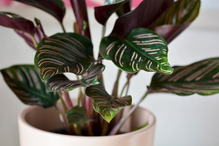 Pink Houseplants Calathea Pinstripe (Calathea Ornata)