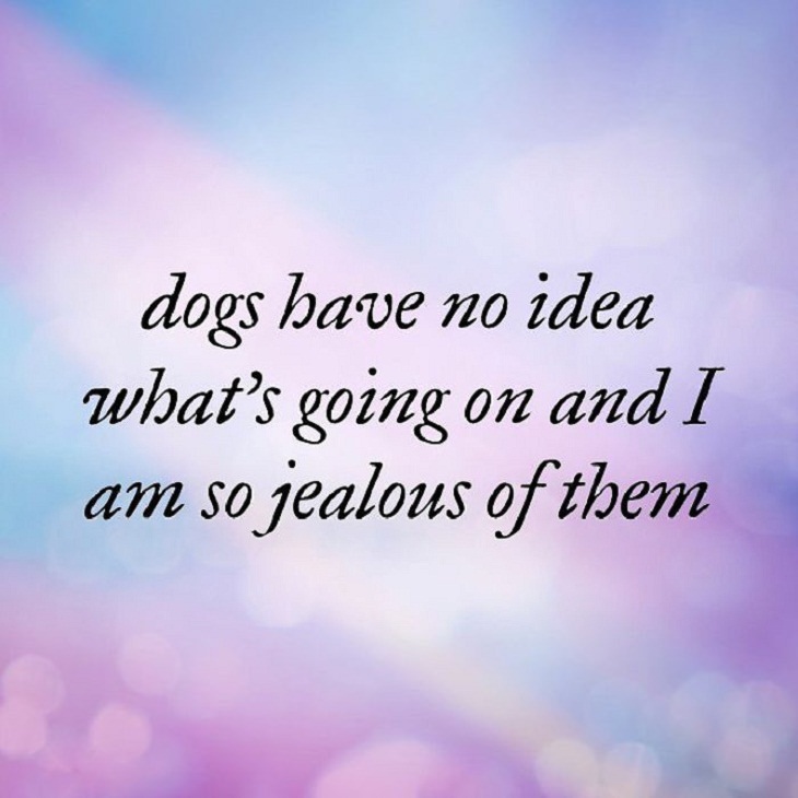 ‘Unispirational’ Quotes, dogs