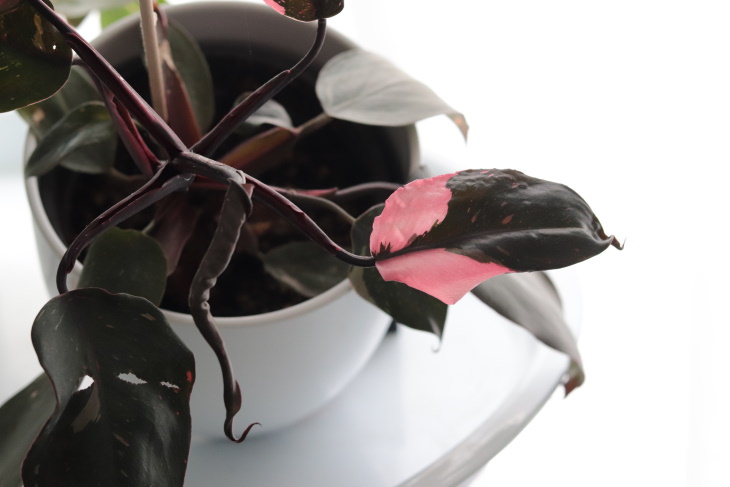 Pink Houseplants Pink Princess (Philodendron erubescens 'Pink Princess')