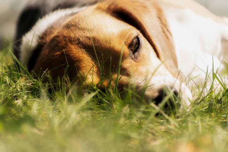 Heat Stress in Dogs tired dog resting on the lawn