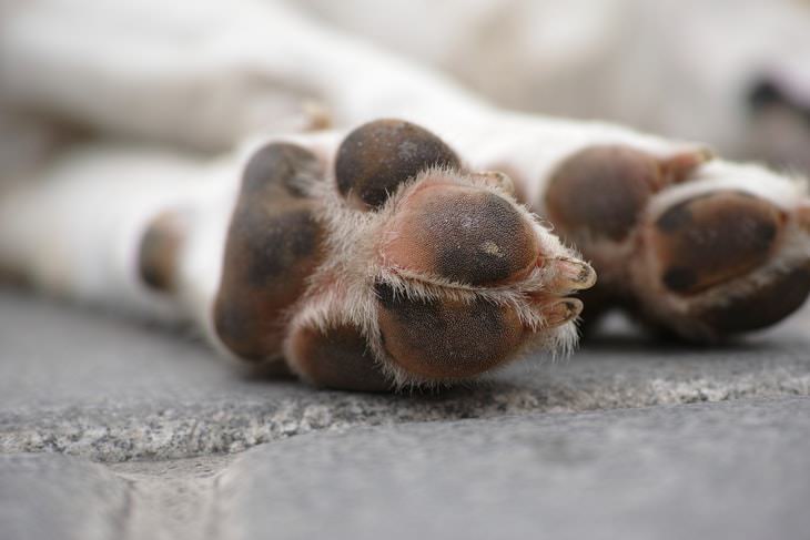 Heat Stress in Dogs dog's paws