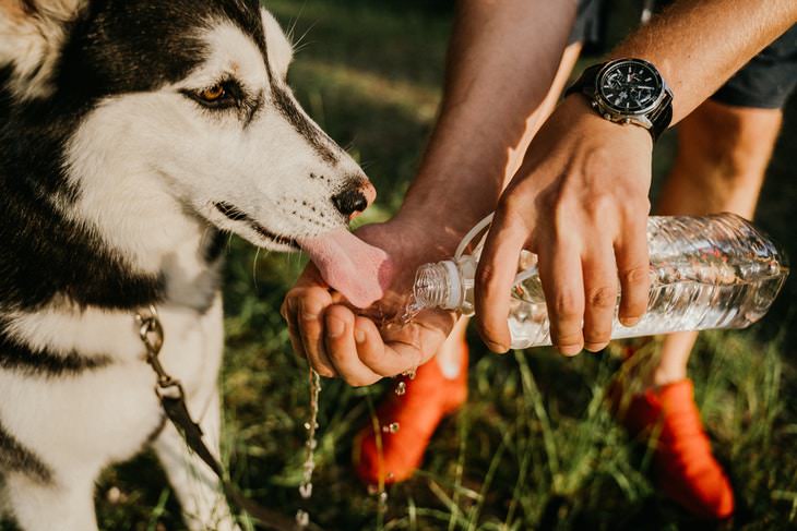 Heat Stress in Dogs giving a dog water to drink from a bottle
