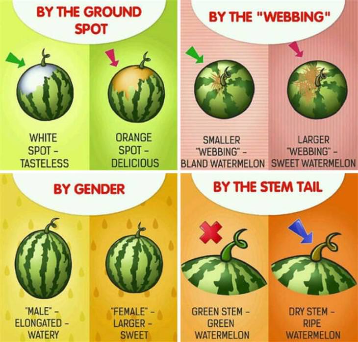 Food Charts watermelon