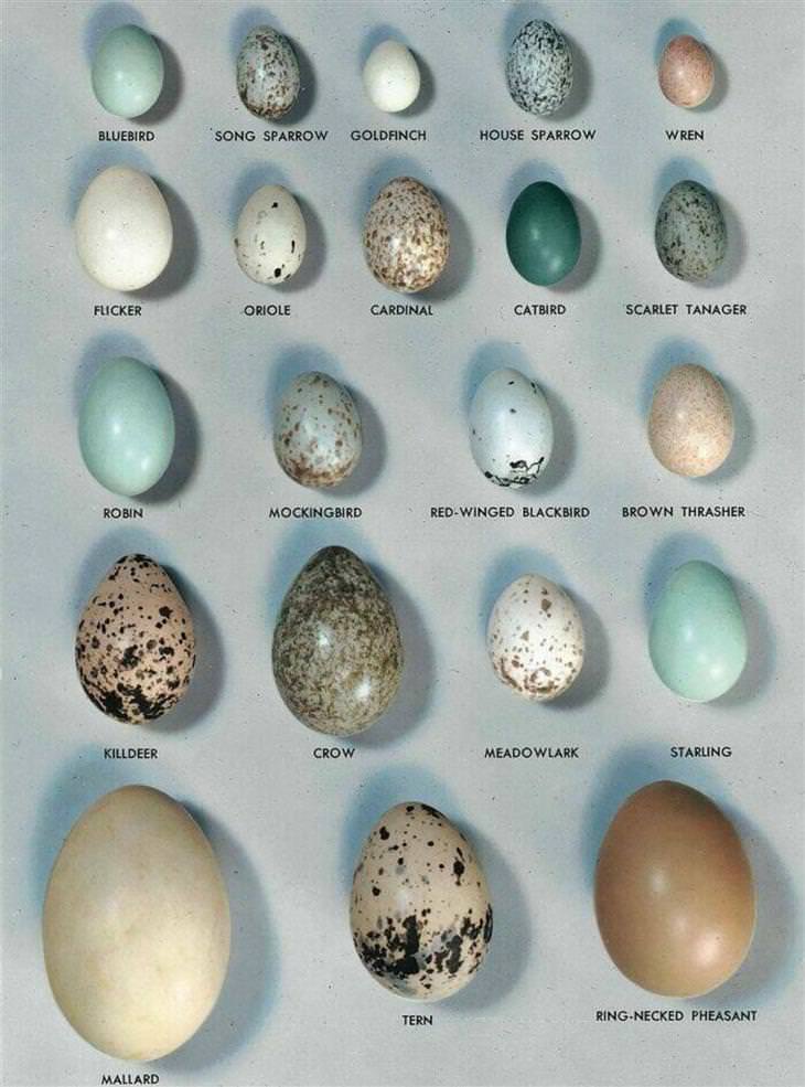 Food Charts eggs