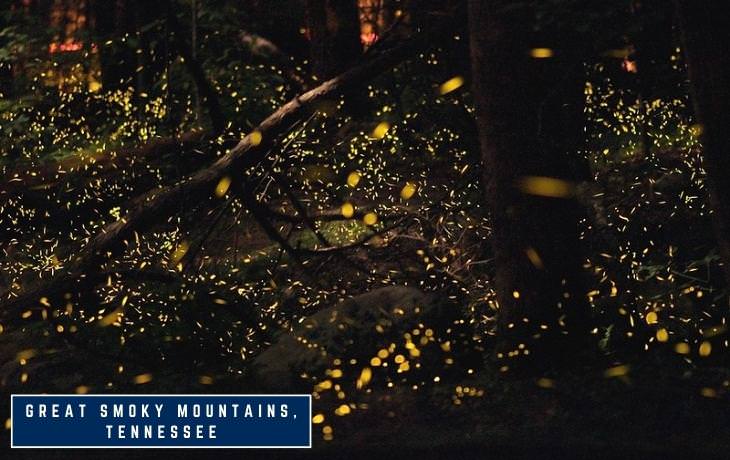 Firefly Viewing Locations Great Smoky National Park - Tennessee, USA 