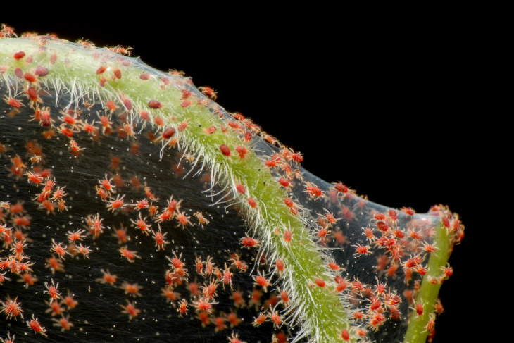 Spider Mites macro shot of red spider mites