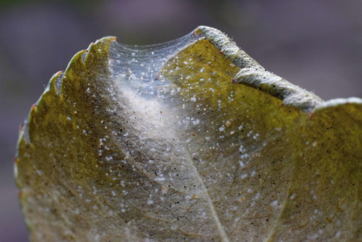 Spider Mites spider mites on a leaf