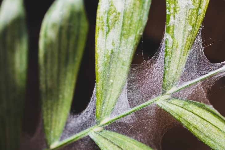 Spider Mites palm with spider mites