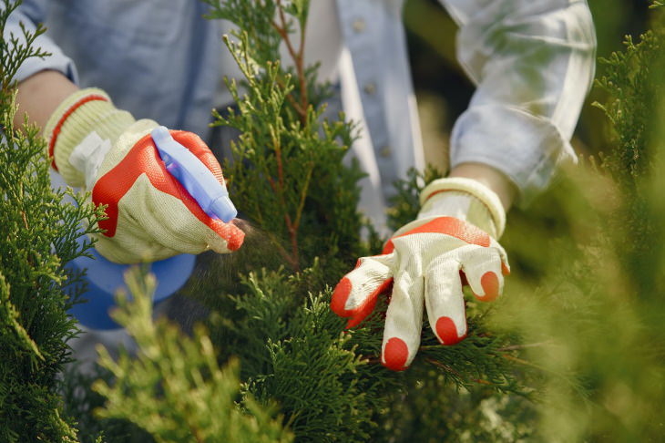 Spider Mites gardener in gloves spraying a plant