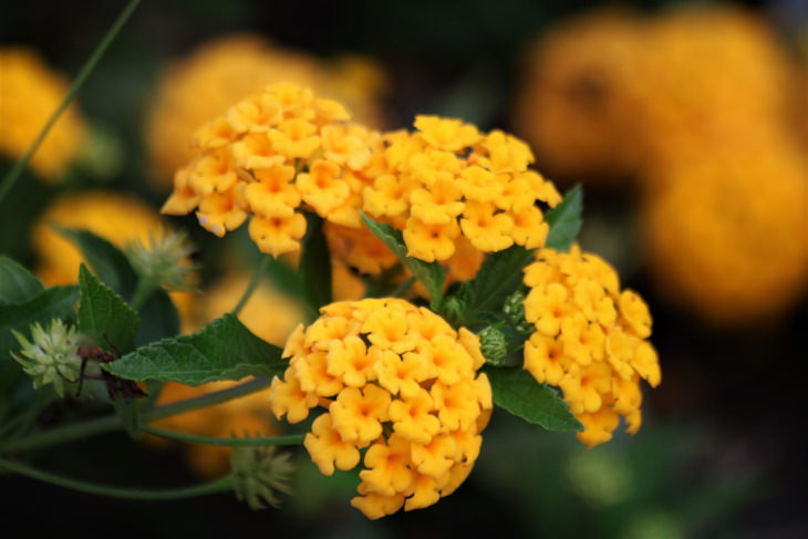 Orange Flowers Lantana (Lantana camara)