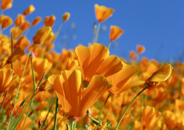 Orange Flowers California Poppy (Eschscholzia californica)