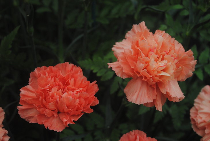 Orange Flowers Carnation (Dianthus caryophyllus)