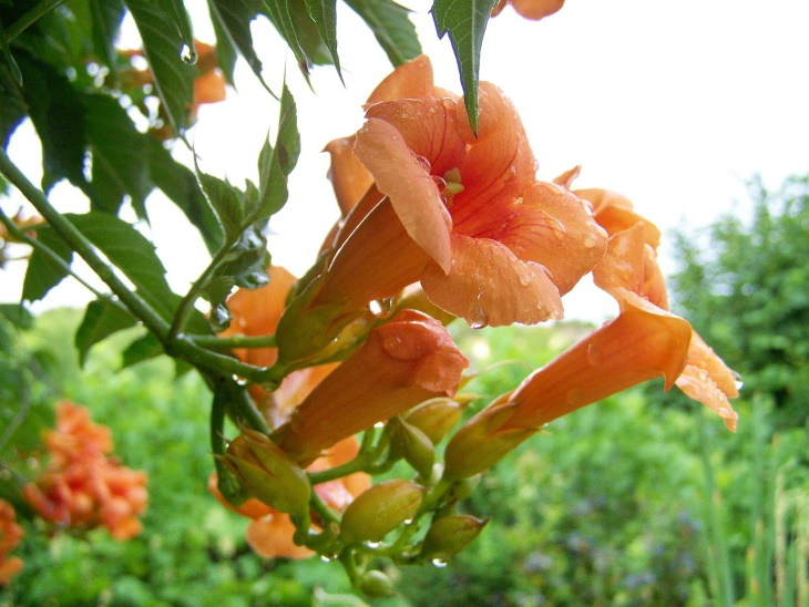 Orange Flowers Trumpet Vine (Campsis radicans)