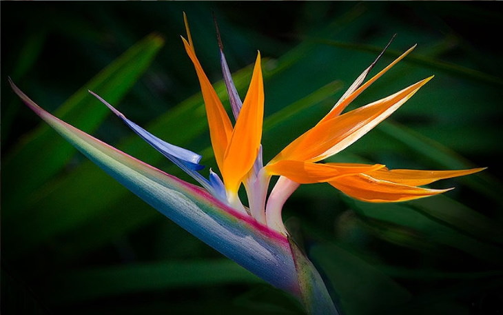 Orange Flowers Bird of Paradise (Strelitzia reginae)