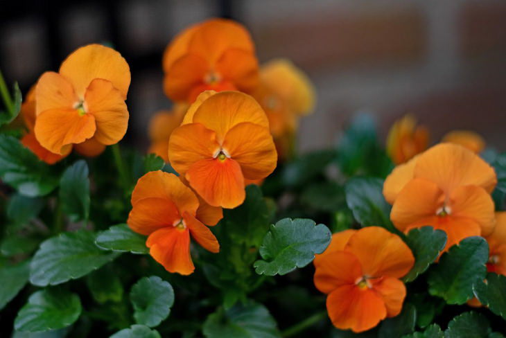 Orange Flowers Viola tricolor var. hortensis