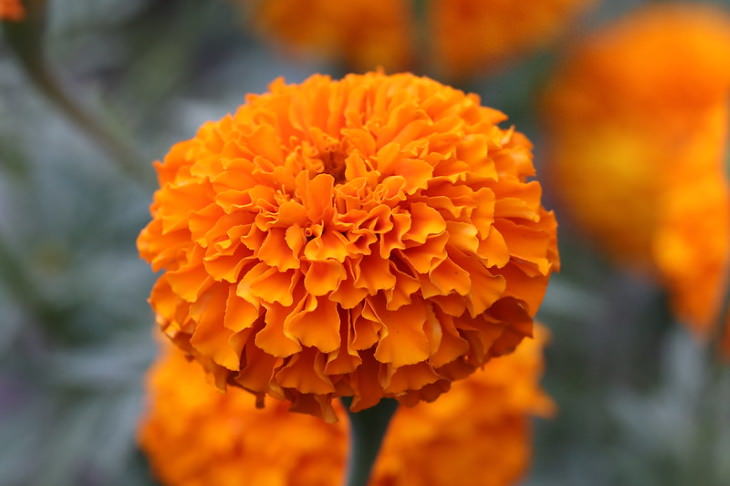 Orange Flowers Marigold (Tagetes spp.)