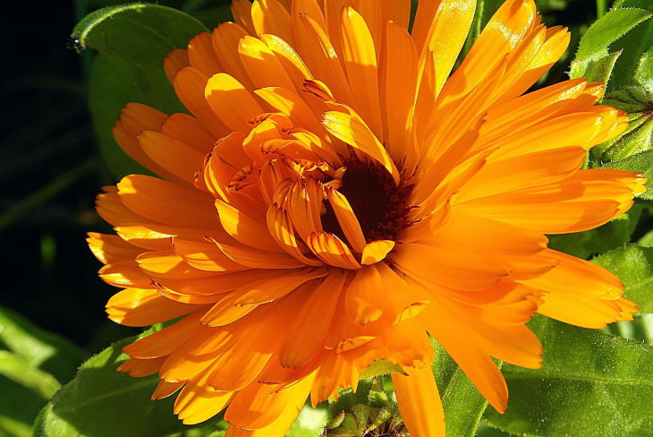 Orange Flowers Calendula (Calendula officinalis)