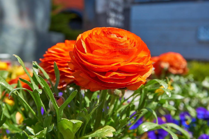 Orange Flowers Ranunculus