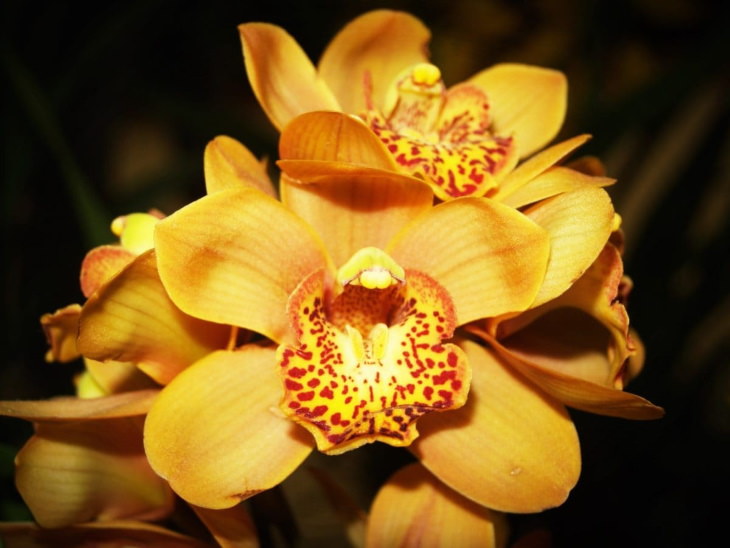 Orange Flowers Cymbidium Orchid Cymbidium