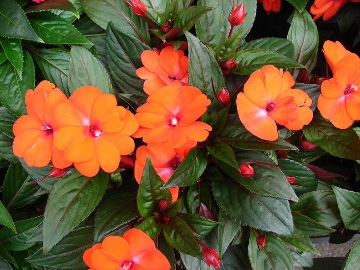 Orange Flowers New Guinea Impatiens (Impatiens hawkeri)
