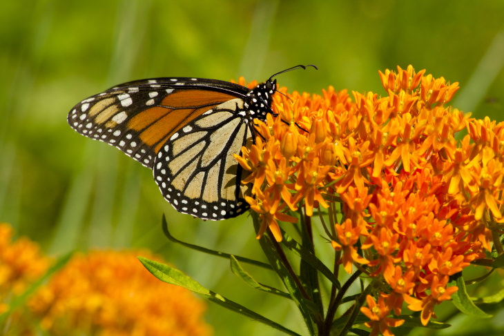 Orange Flowers Butterfly Weed (Asclepias tuberosa)