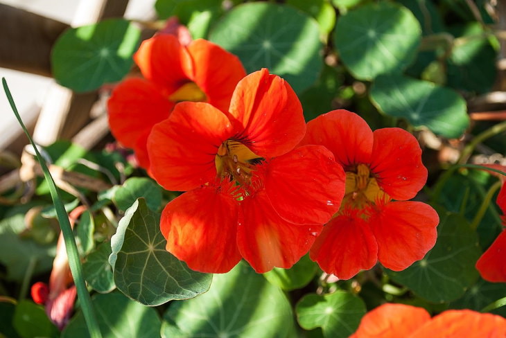 Orange Flowers Nasturtium (Tropaeolum spp.)