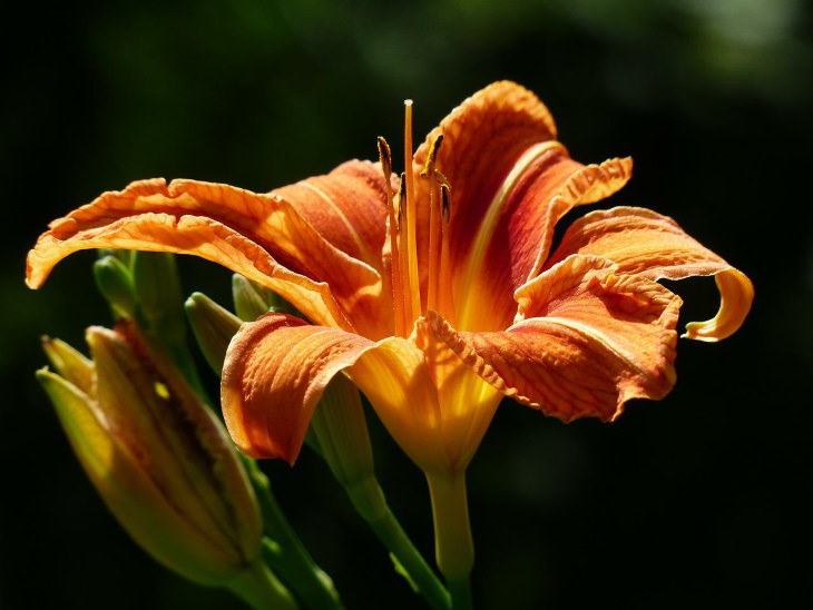 Orange Flowers Daylily (Hemerocallis)