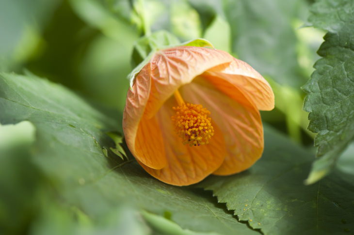 Orange Flowers Flowering Maple (Abutilon)