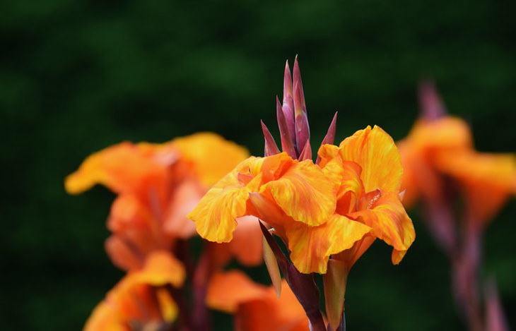 Orange Flowers Canna Lily (Canna spp.)