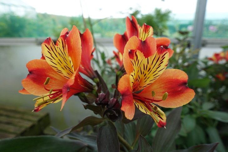 Orange Flowers Peruvian Lily (Alstroemeria)