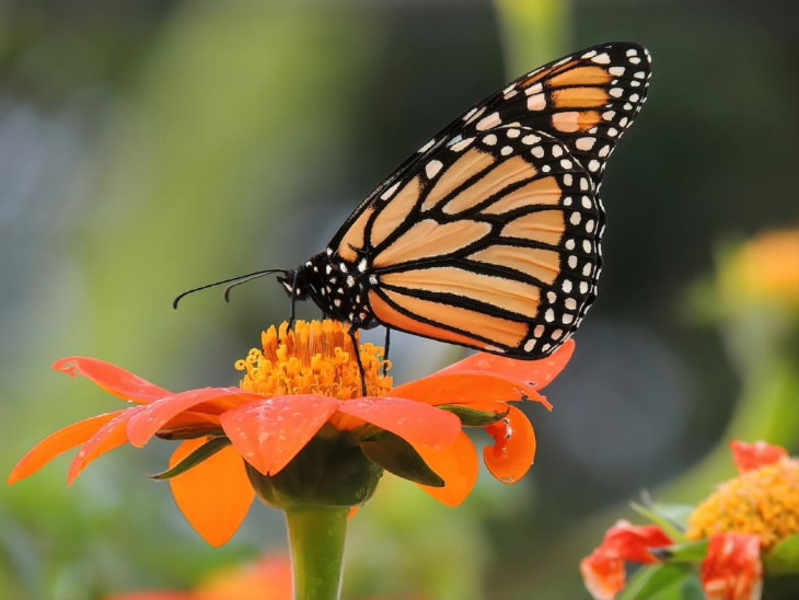 Orange Flowers Mexican Sunflower (Tithonia rotundifolia)