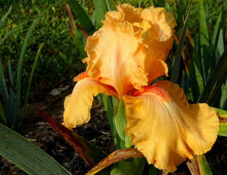 Orange Flowers Iris (Iris spp.)