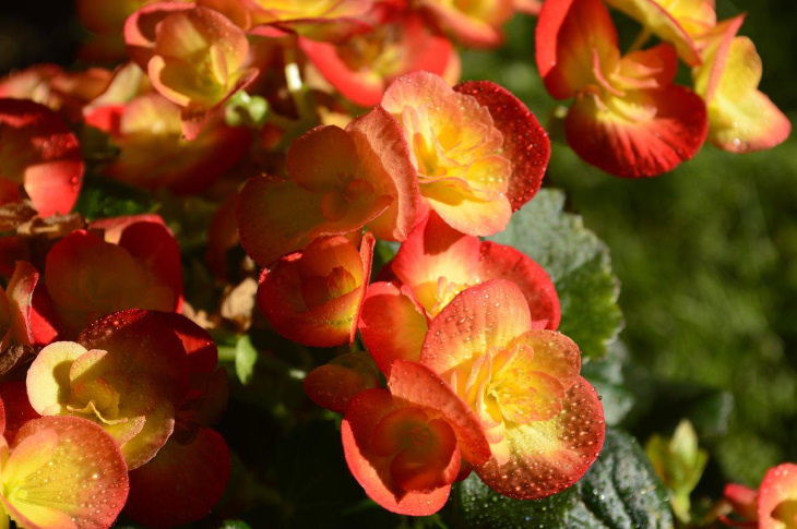 Orange Flowers Begonia (Begonia spp.)