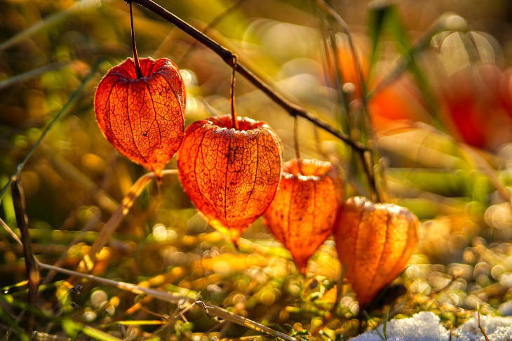 Orange Flowers Chinese Lantern (Physalis alkekengi)