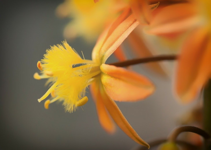 Orange Flowers Bulbine Bulbine frutescens