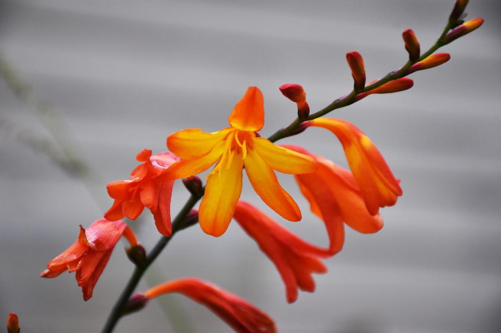 Orange Flowers Montbretia (Crocosmia 'Lucifer')