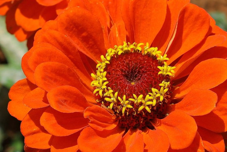 Orange Flowers Zinnia (Zinnia elegans)
