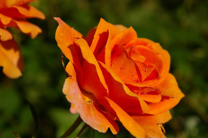 Orange Flowers Rose (Rosa spp.)