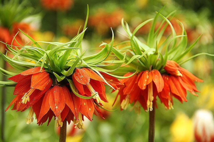 Orange Flowers Crown Imperial (​Fritillaria imperialis)
