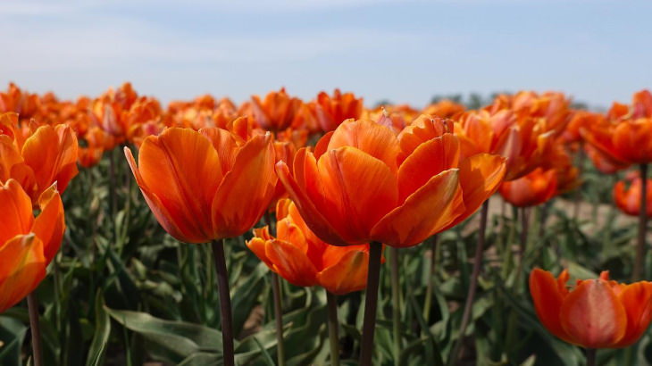Orange Flowers Tulip (Tulipa spp.)