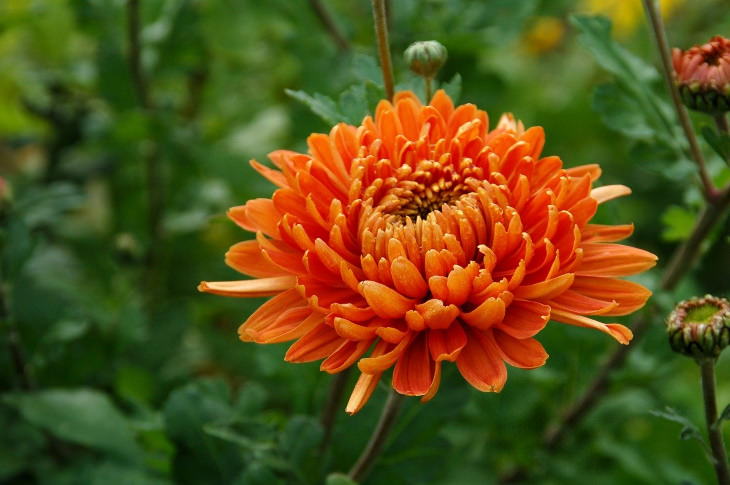 Orange Flowers  Chrysanthemum (Chrysanthemum morifolium)