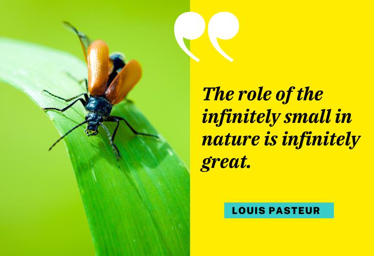 Quotes from Famous Scientists, nature, bug