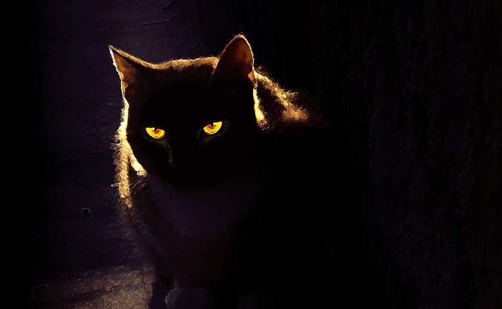 Cat Myths, cat in darkness 