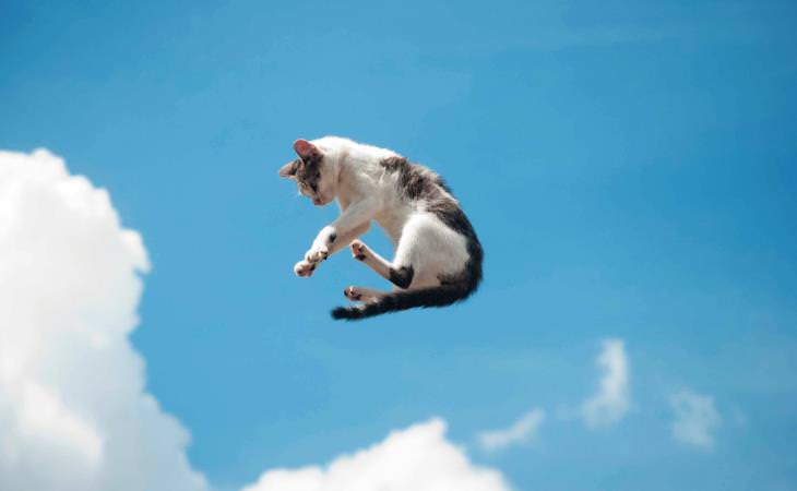 Cat Myths, cat falling