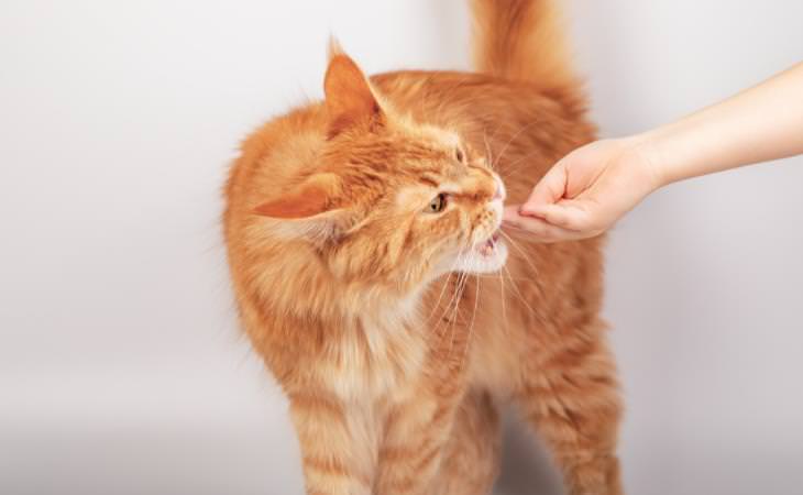 Cat Myths, training, feeding
