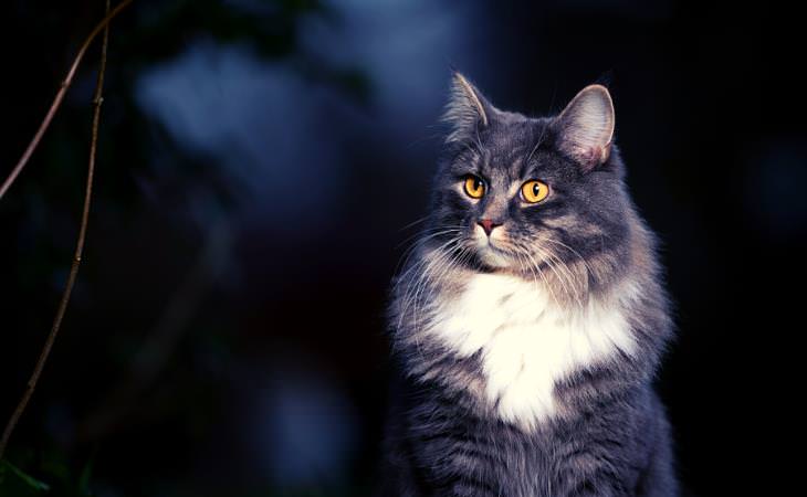 Cat Myths, Nocturnal