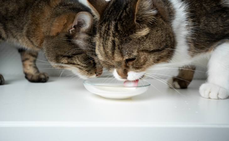 Cat Myths, cats drinking milk