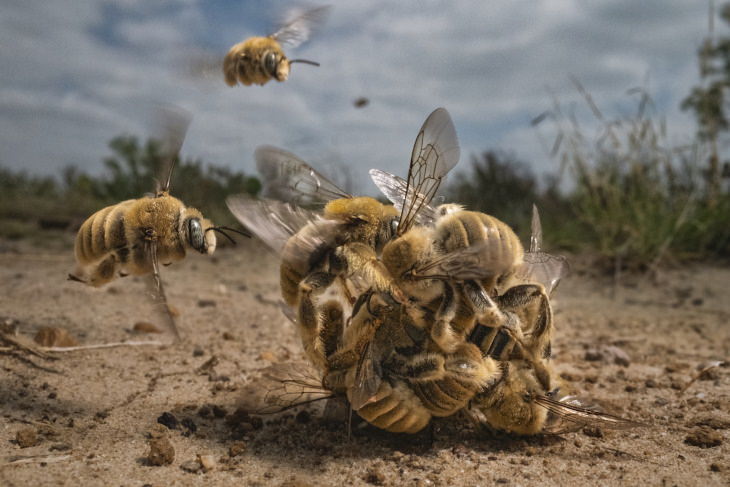 2022 BigPicture Contest Winners “Bee Balling” by Karine Aigner