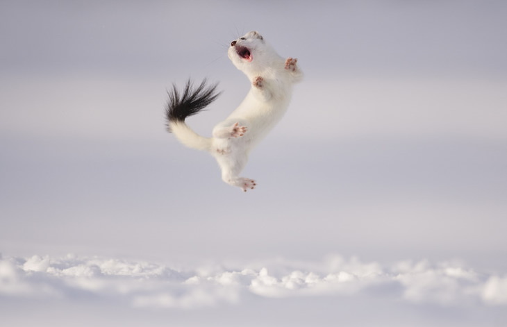 2022 BigPicture Contest Winners “The Stoat’s Game” by Jose Grandío