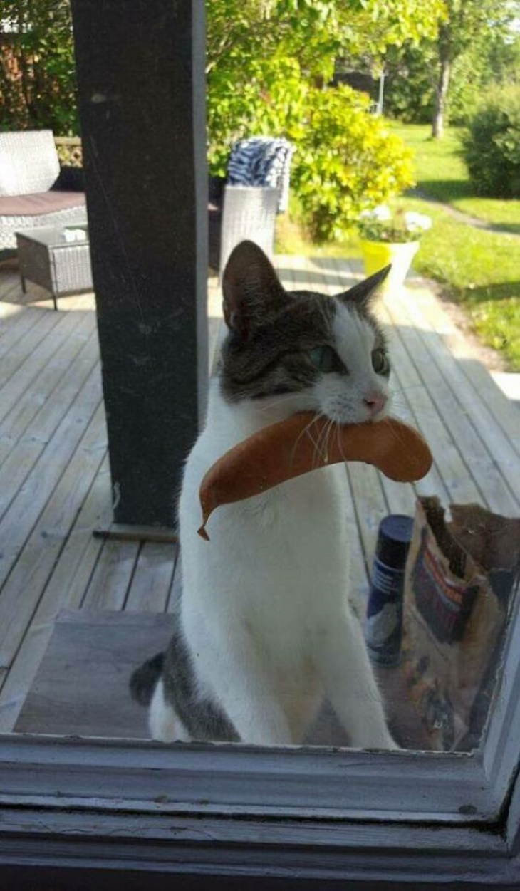 Naughty Animals cat with sausage in mouth